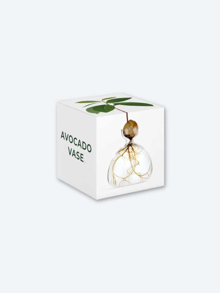 VASE AVOCAT